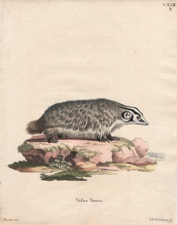 Schreber Ursus taxus – The American badger 1775