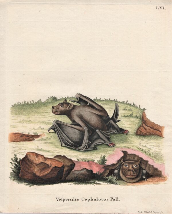 Schreber Vespertilio Cephalotes Pall – Pallas's tube-nosed bat 1775