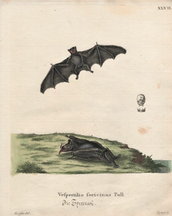 Schreber: Vespertilio Foricinus Pall – The greater spear-nosed bat