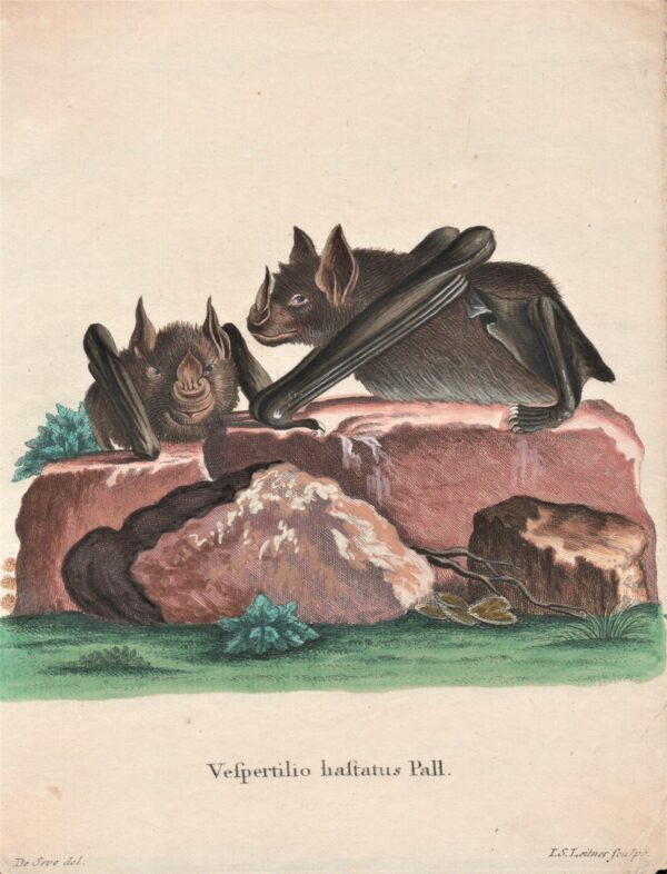 Schreber Vespertilio hastatus Pall – Greater spear-nosed bat 1775