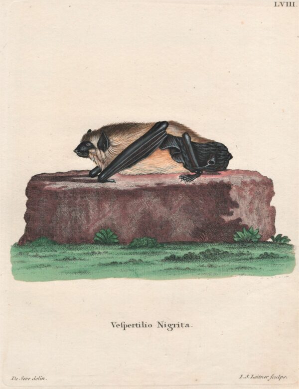 J. S. Leitner Vespertilio Nigrita - Giant house bat 1775