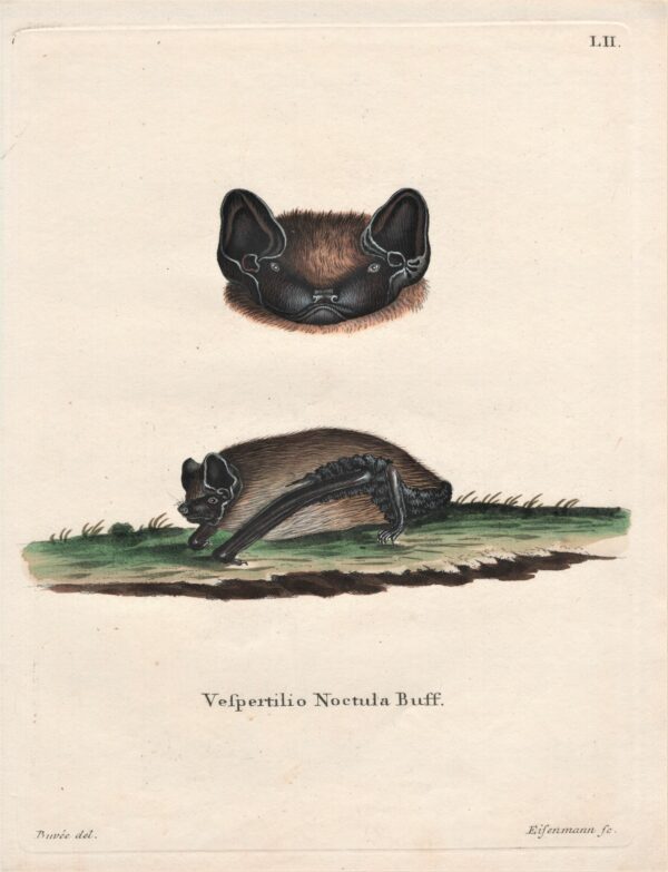 Vespertilio Noctula Buff – The Asian parti-colored bat 1775