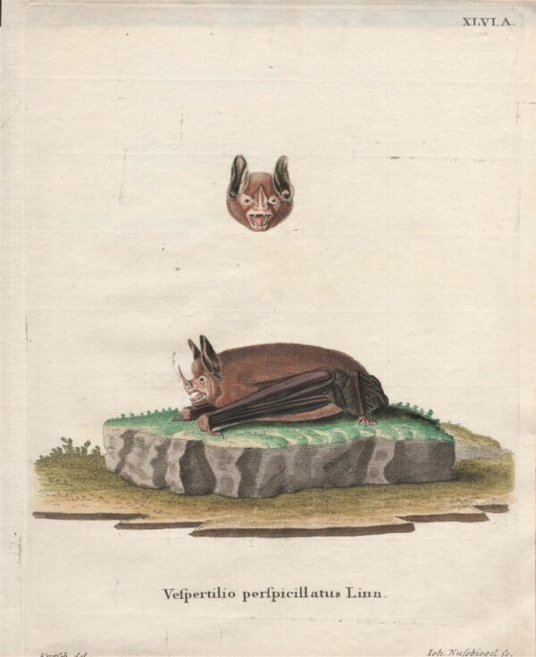 Schreber: Vespertilio perspicillatus Linn. – Seba's short-tailed bat 1775