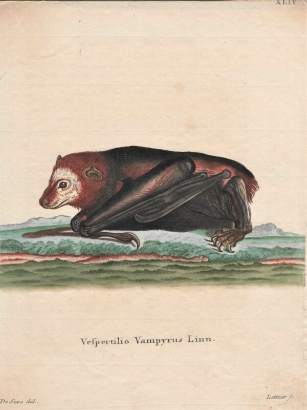 Schreber: Vespertilio Vampyrus Linn. – The large flying fox 1775