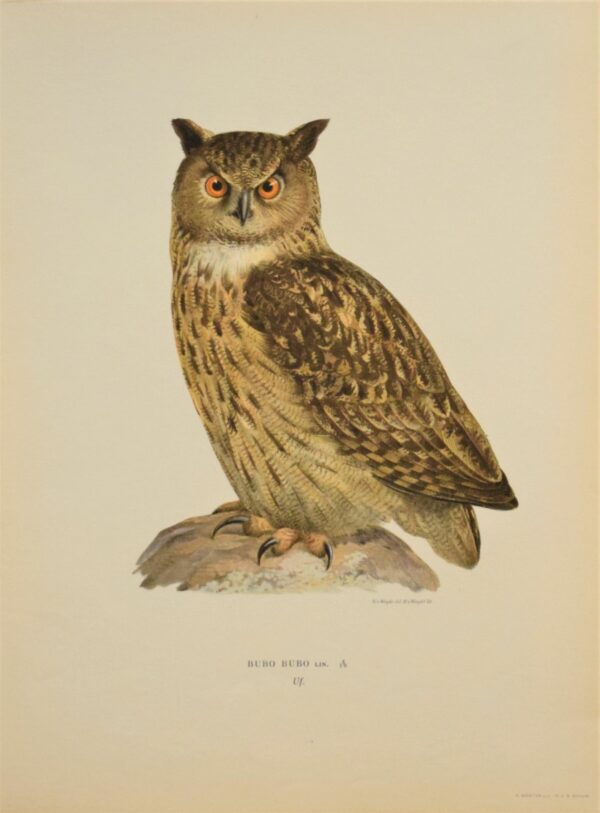 von Wright von Wright: Bubo bubo – Uf 1920