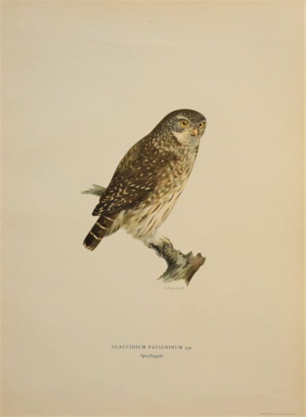 von Wright Glaucidium passerinum – Sparfuggla 1920