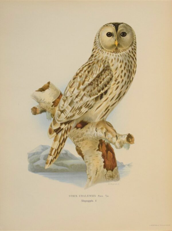 von Wright Strix uralensis – Slaguggla 1920