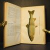 Tidskrift för jägare och fiskare 1895