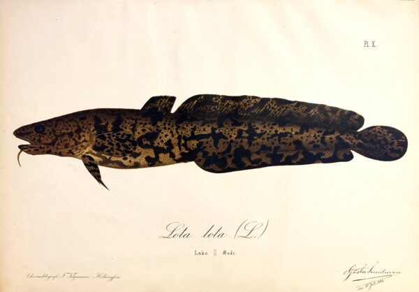 GÖSTA SUNDMAN Lota lota L. (Lake - Made)