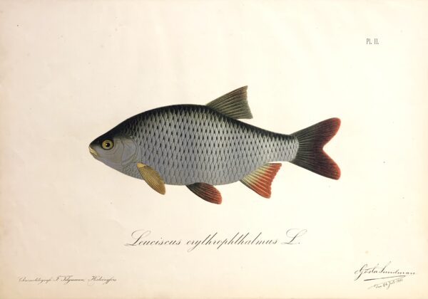 GÖSTA SUNDMAN Leuciscus erythrophthalmus L. (Sarv - Sorva)