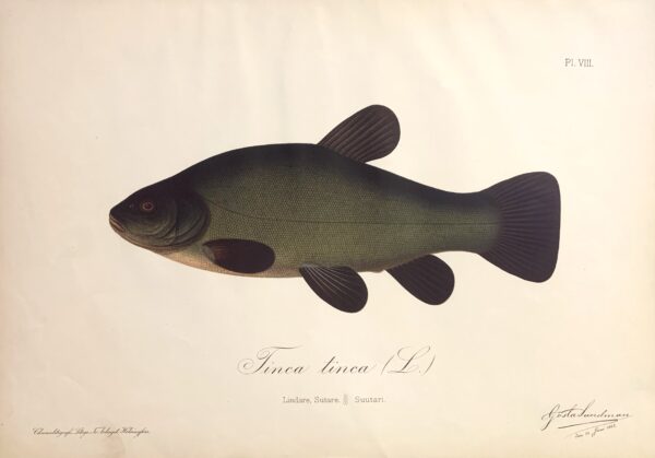 GÖSTA SUNDMAN Tinca tinca L. (Lindare, Suutari)