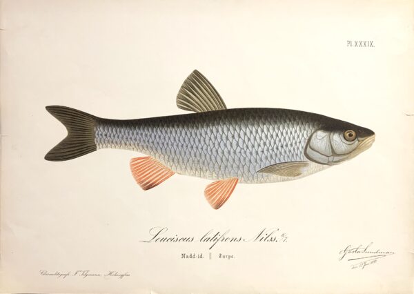 GÖSTA SUNDMAN Leuciscus latifrons Nilss. (Nadd-id - Turpa)