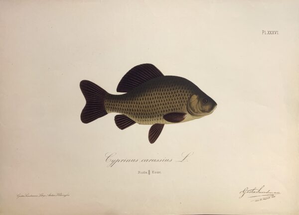 GÖSTA SUNDMAN Cyprinus carassius L. (Ruda - Kouri)