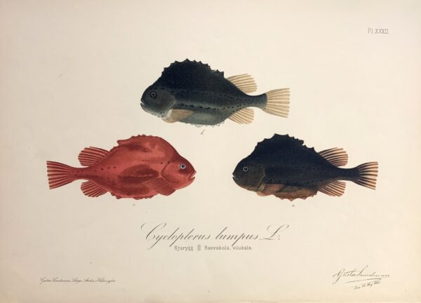 GÖSTA SUNDMAN Cyclopterus lumpus L. (Sjurygg, rasvakala)