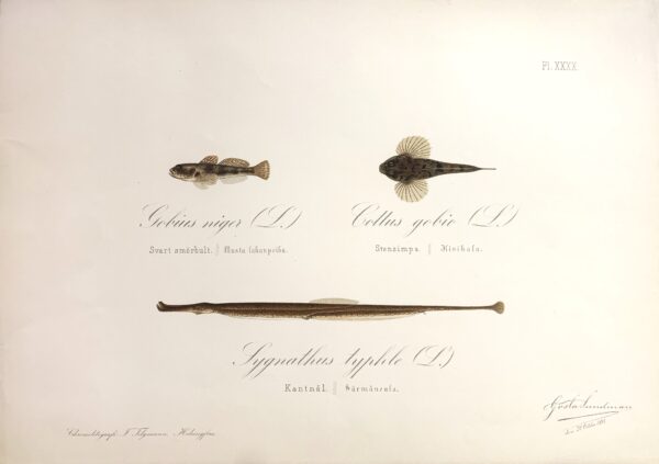 GÖSTA SUNDMAN Gobius niger - Cottus gobio - Sygnathus typhle
