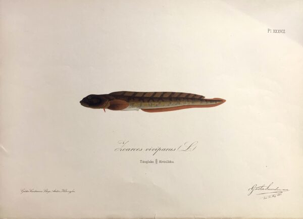 GÖSTA SUNDMAN Zoarces viviparus (Tånglake - Kivinilkka)