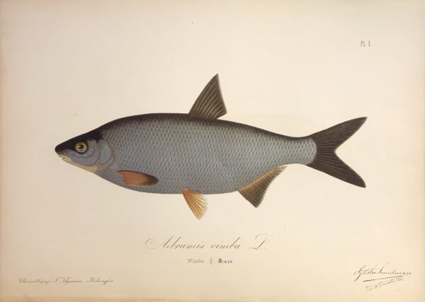 GÖSTA SUNDMAN Abramis vimba (Wimba - Wimpa)