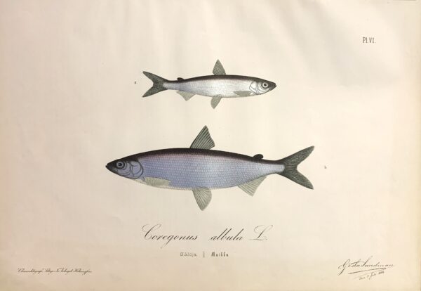 GÖSTA SUNMAN Coregonus albula L. (Siklöja - Muikku)
