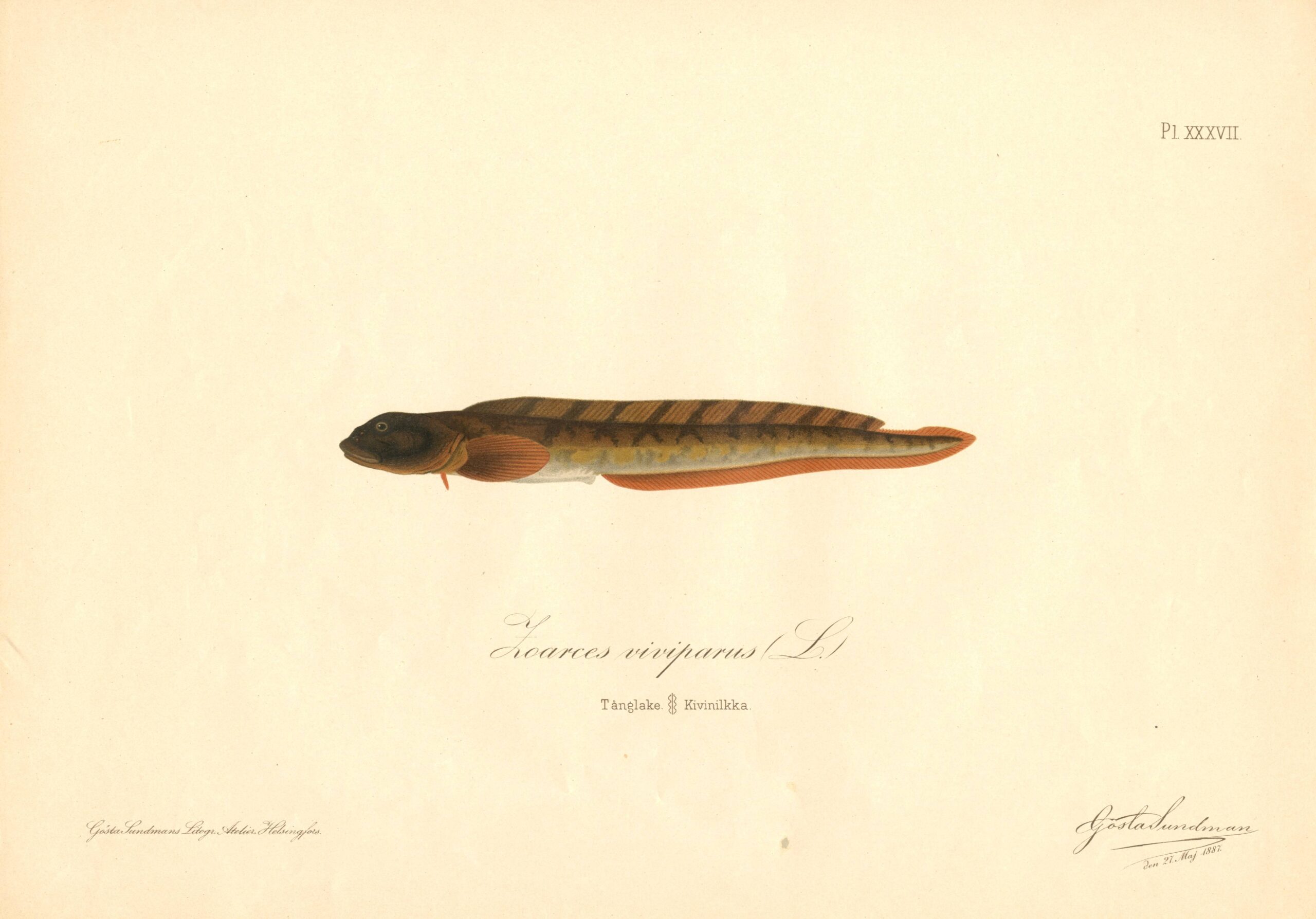Sundman fish illustration, Viviparous eelpout (Zoarces viviparus L. ), from The Fishes of Finland. Sundmanin kalakuva, Kivinilkka. Suomen kalat. Sundmans fiskplanch, Tånglake. Finlands fiskar.