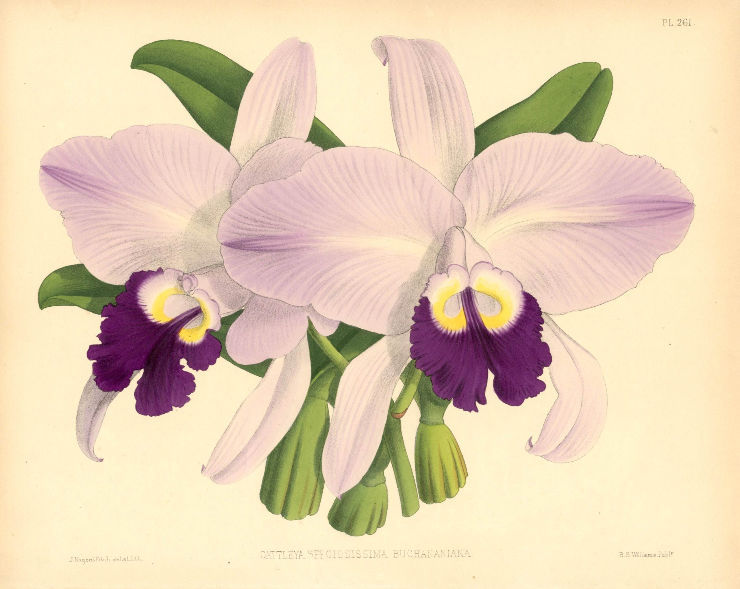 JOHN NUGENT FITCH Orchid lithograph (Cattleya Speciosissima Buchananiana)