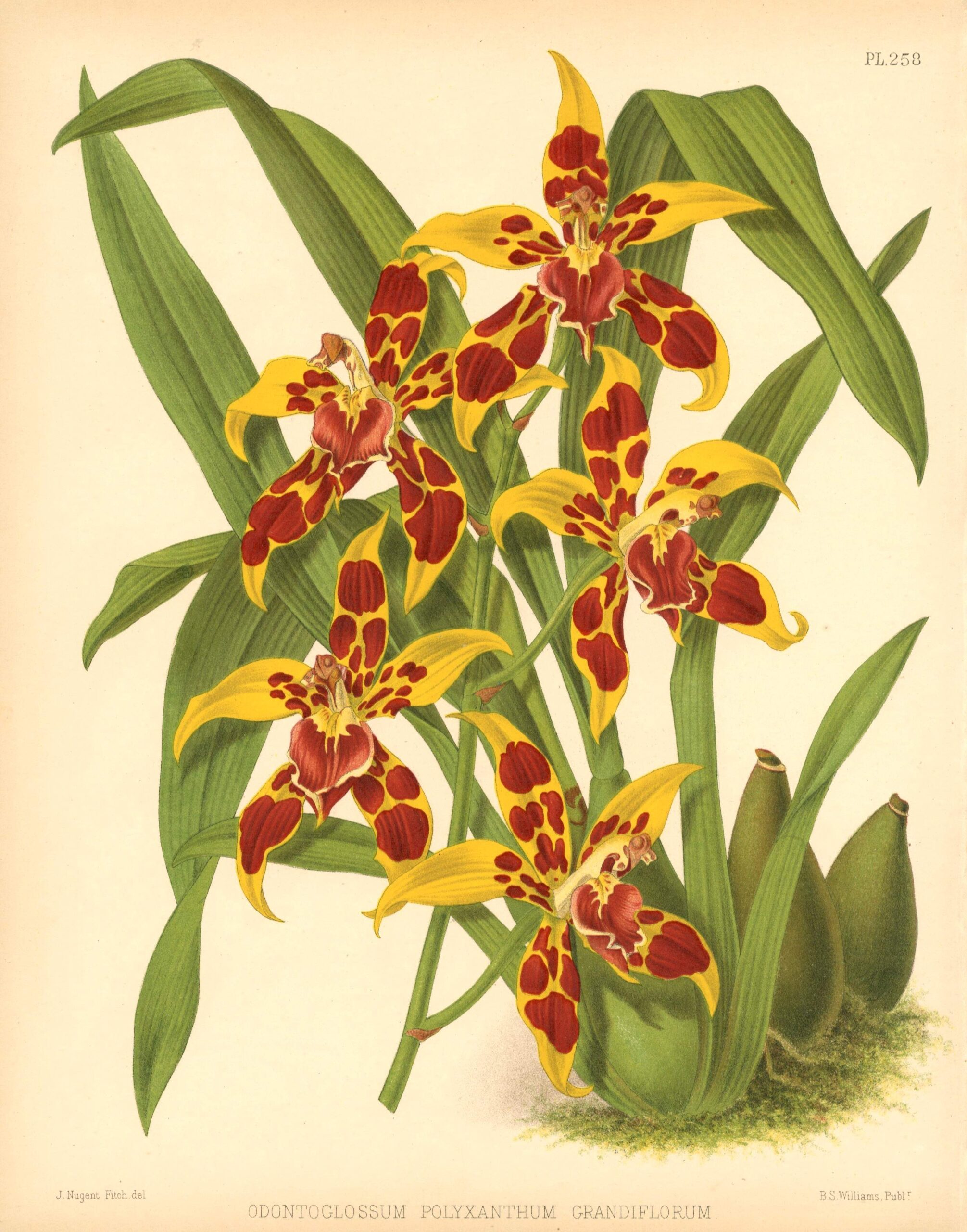JOHN NUGENT FITCH Orchid lithograph (Odontoglossum Polyxanthum Grandiflorum)