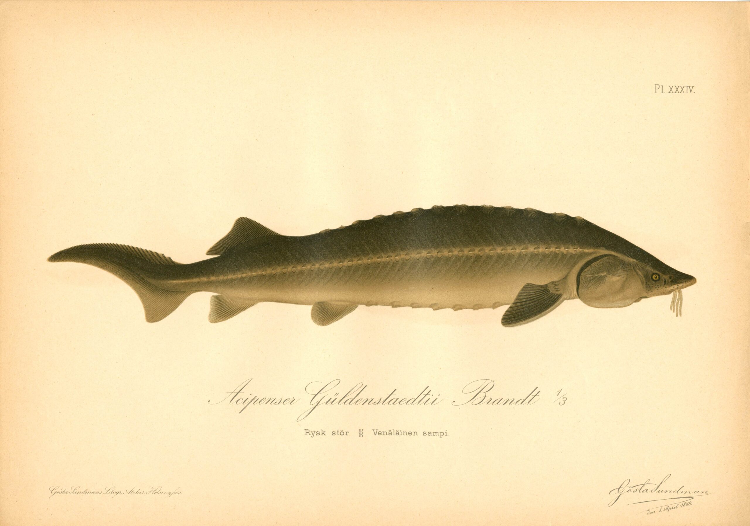 Sundman fish illustration, Russian sturgeon (Acipenser Güldenstaedtii Brandt), from The Fishes of Finland. Sundmanin kalakuva, Venäjänsampi. Suomen kalat. Sundmans fiskplanch, Rysk stör. Finlands fiskar.