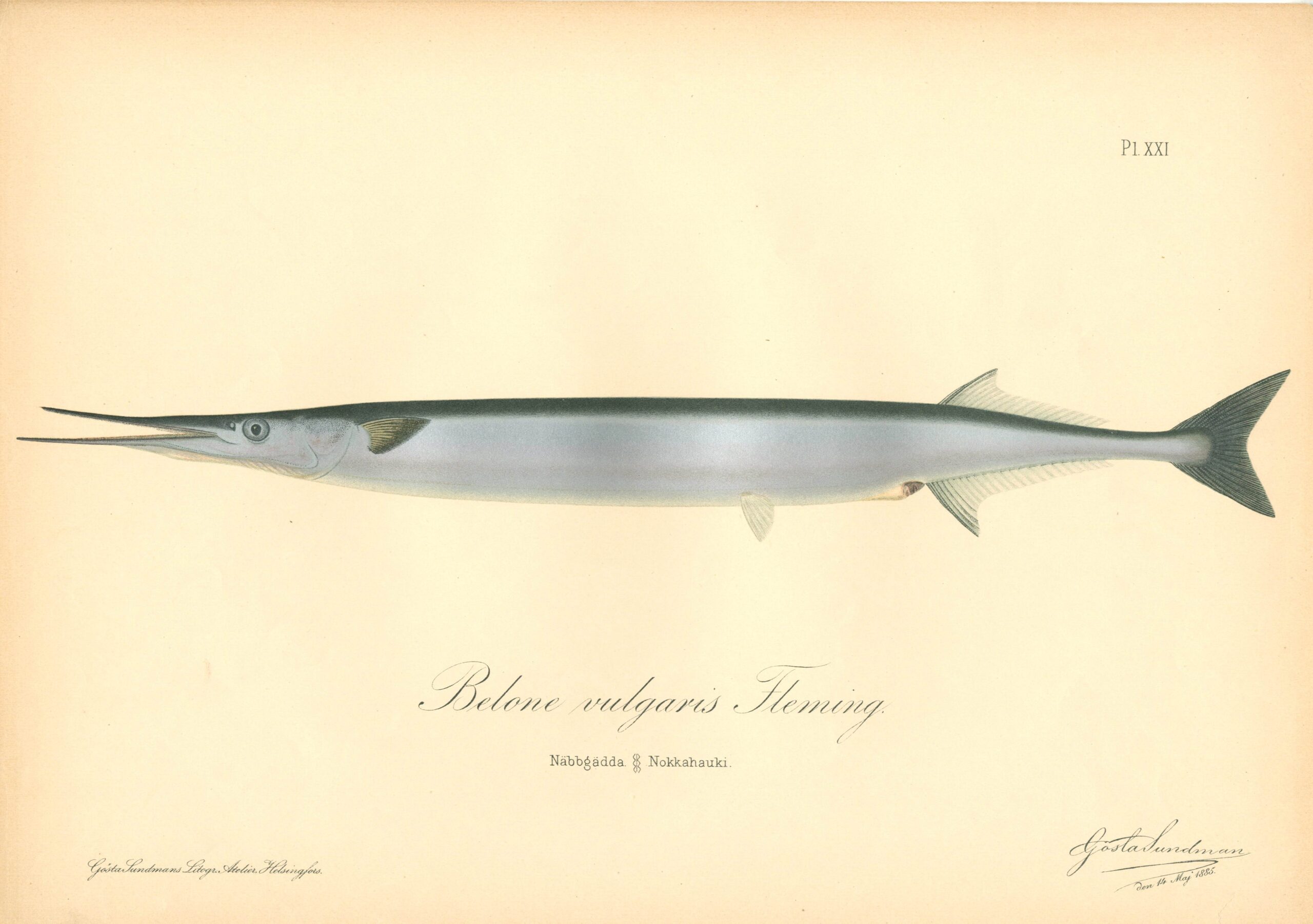 Sundman fish illustration, Garfish (Belone Vulgaris Fleming), from The Fishes of Finland. Sundmanin kalakuva, Nokkahauki. Suomen kalat. Sundmans fiskplanch, Näbbgädda. Finlands fiskar.