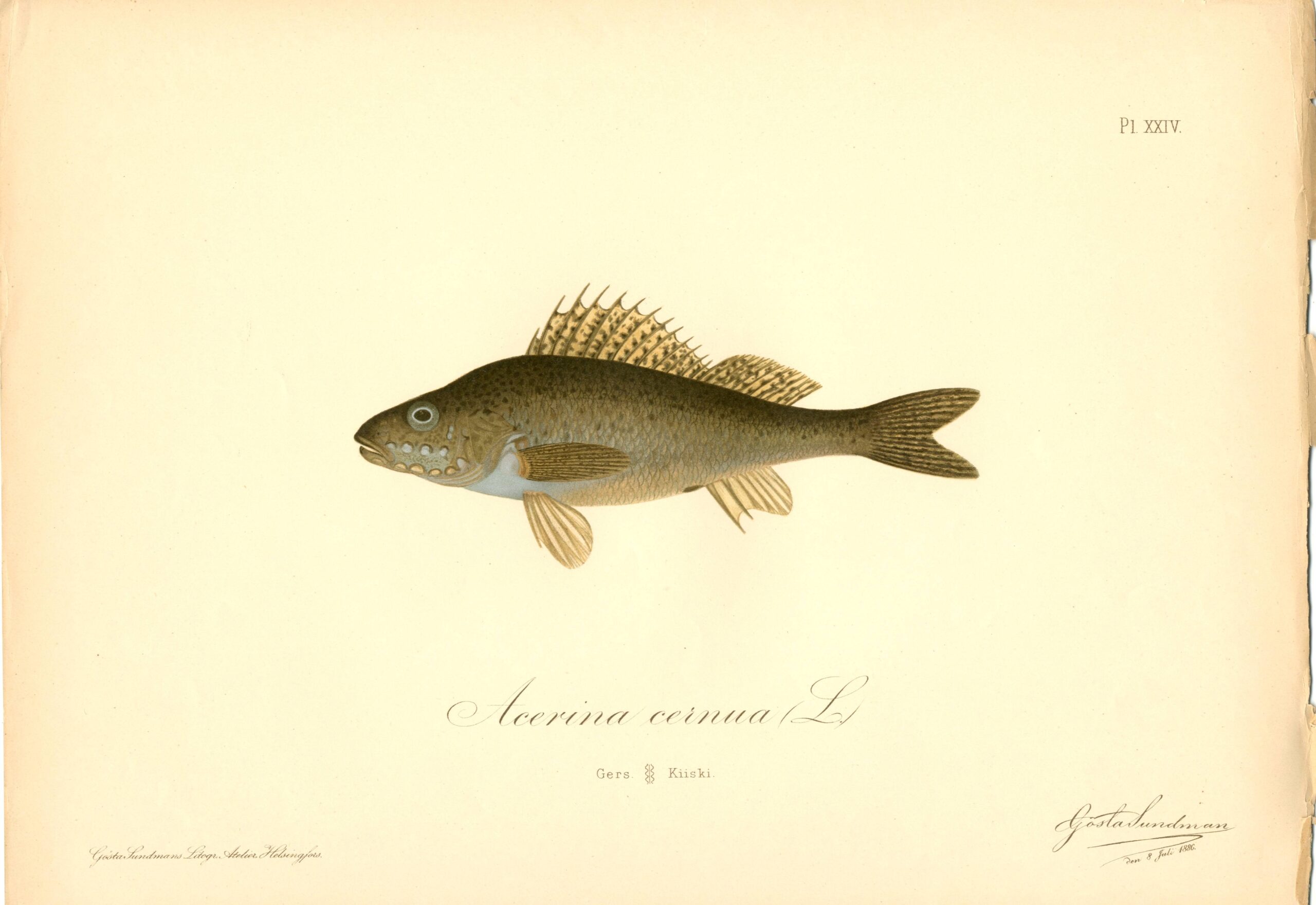 Gösta Sundman fish print, Ruffe (Acerina cernua), from The Fishes of Finland. Sundmanin kalakuva, Kiiski. Suomen kalat. Sundmans fiskplanch, Gers. Finlands fiskar.