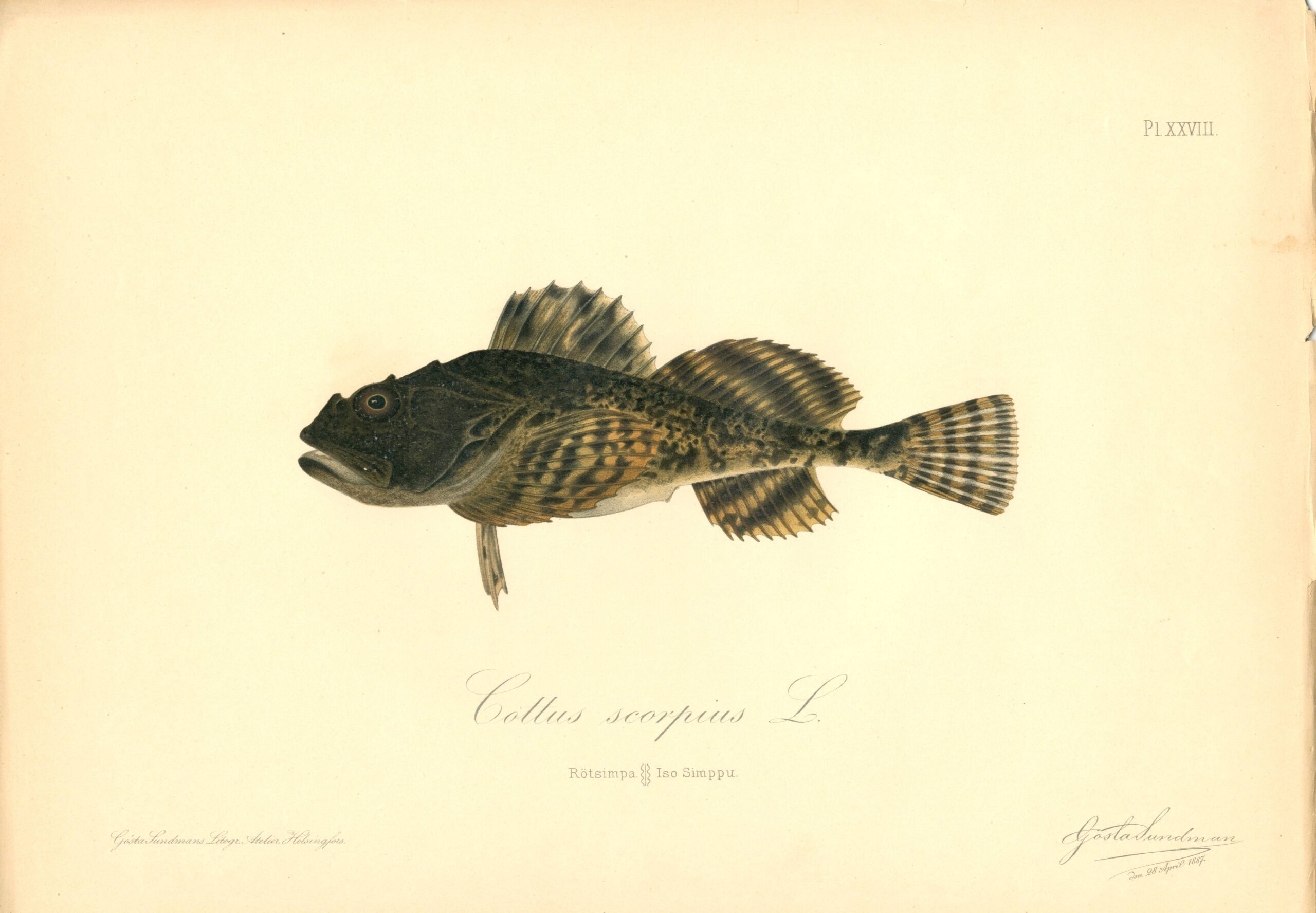 Sundman fish illustration, Shorthorn sculpin (Cottus scorpius L.), from The Fishes of Finland. Sundmanin kalakuva, Isosimppu. Suomen kalat. Sundmans fiskplanch, Rötsimpa. Finlands fiskar.