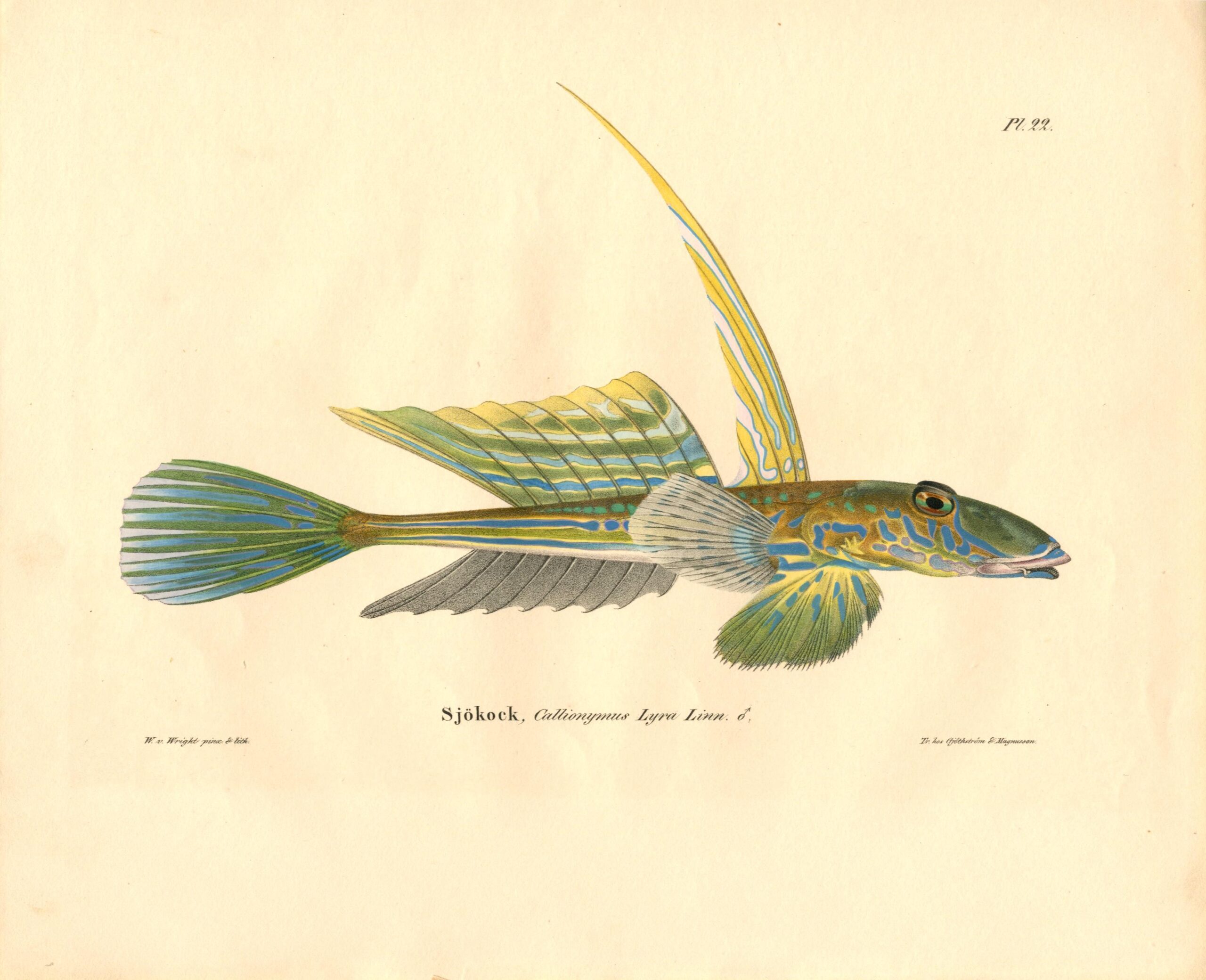 Antique hand-colored lithograph of a Dragonet (Callionymus Lyra Linn) by Wilhelm von Wright, featuring realistic textures and vibrant earth tones. | Wilhelm von Wrightin Isomerikokki-litografia. | Litografiskt plansch av Sjökock av Wilhelm von Wright.