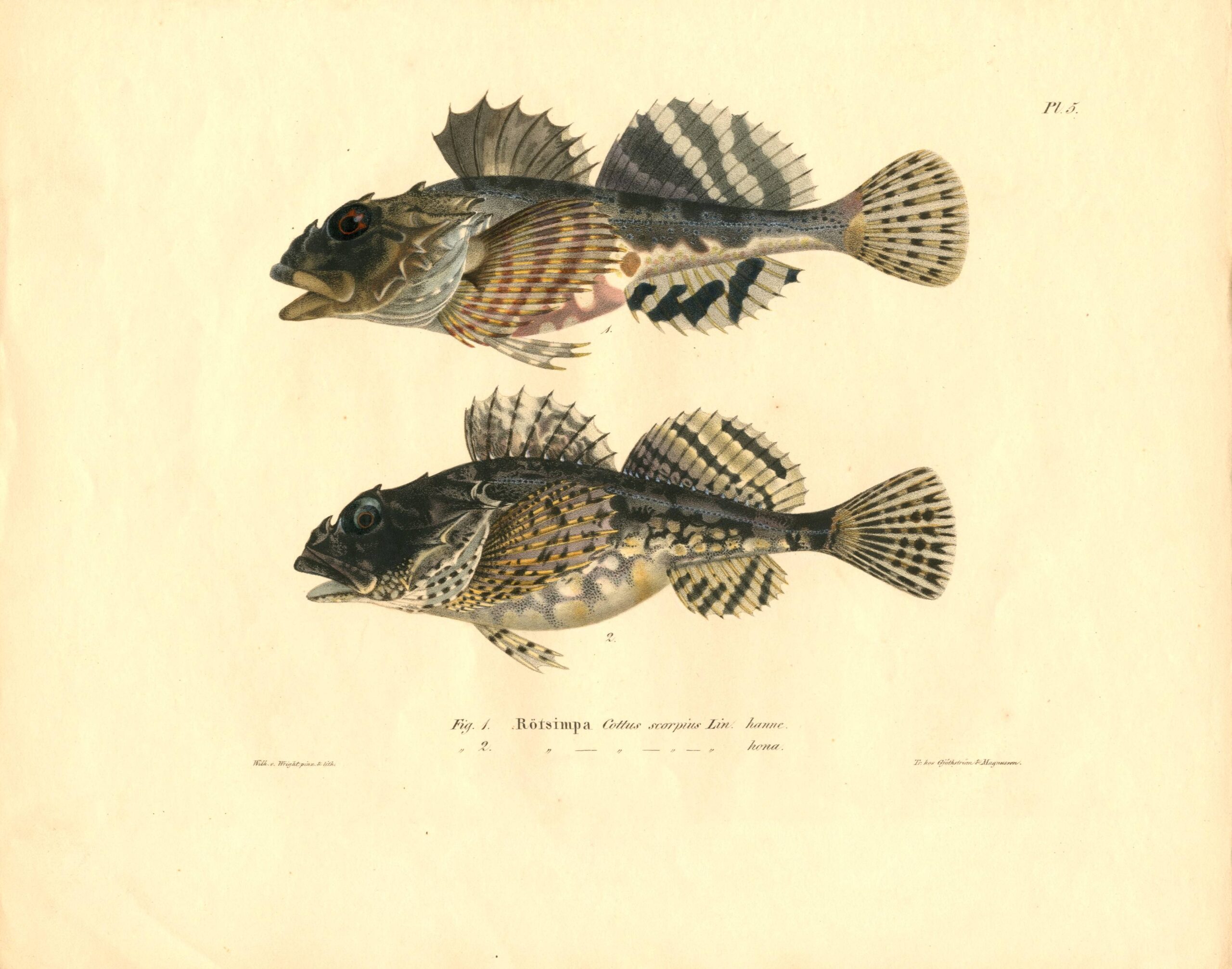 Antique hand-colored lithograph of a Shorthorn sculpin (Cottus scorpius Lin.) by Wilhelm von Wright, featuring realistic textures and vibrant earth tones. | Wilhelm von Wrightin Isosimppi-litografia. | Litografiskt plansch av Rötsimpa av Wilhelm von Wright.