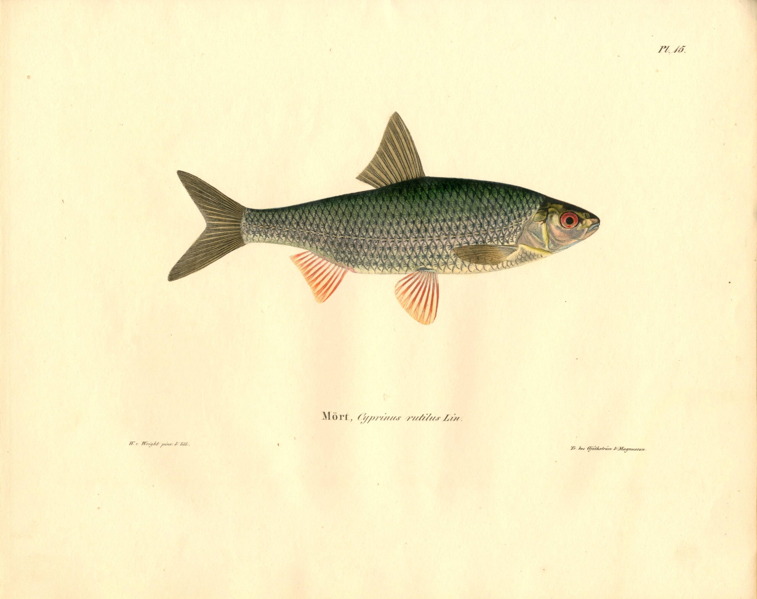 Antique hand-colored lithograph of a Common Roach (Cyprinus rutilus Lin) by Wilhelm von Wright, featuring realistic textures and vibrant earth tones. | Wilhelm von Wrightin Särki-litografia. | Litografiskt plansch av Mört av Wilhelm von Wright.