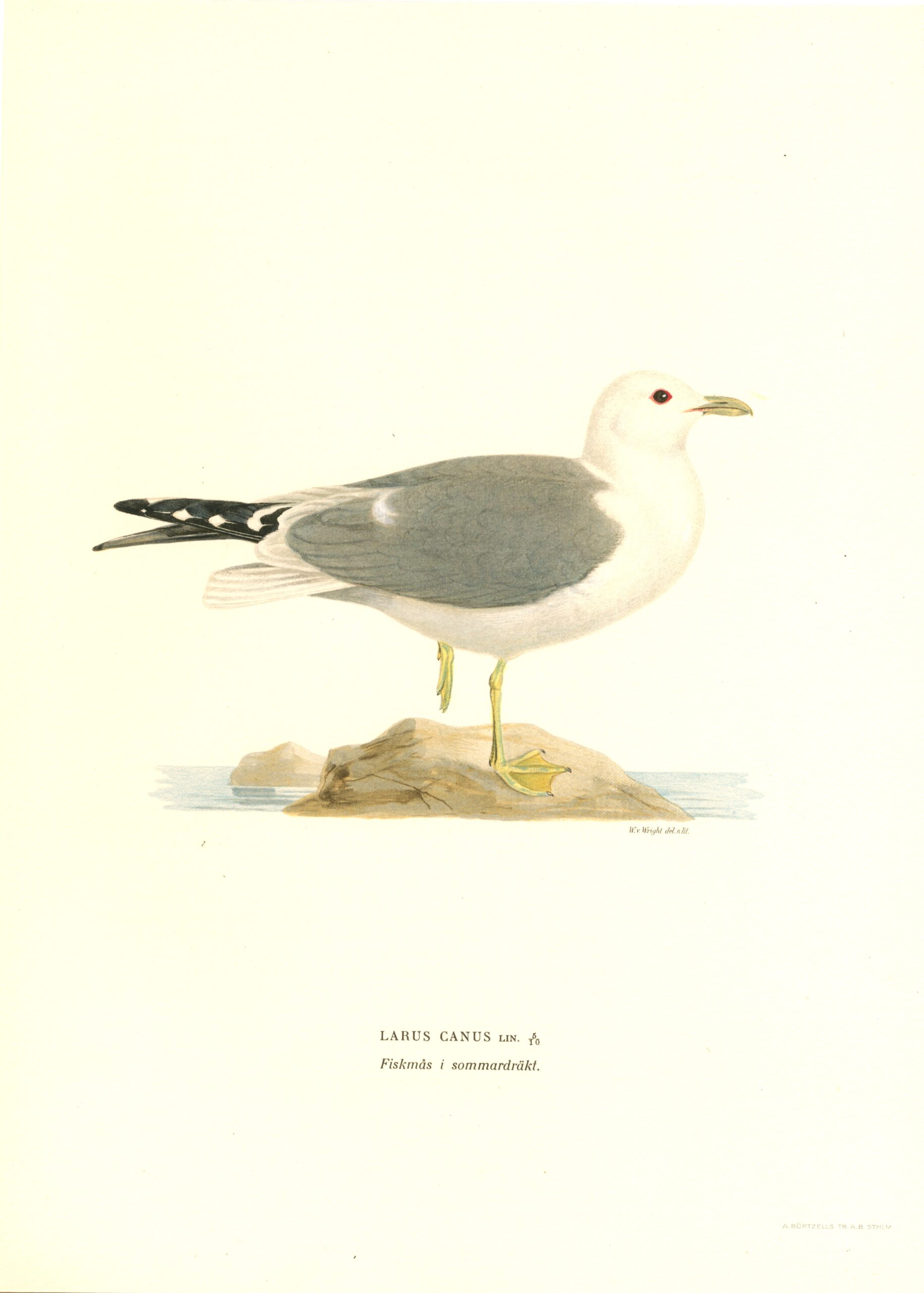 Antique hand-colored bird print of a Common gull from von Wright's Svenska fåglar. Featuring realistic colours and scientific details. | Wilhelm von Wrightin Kalalokki -lintukuva. | Fiskmås fågelplanch av Wilhelm von Wright.