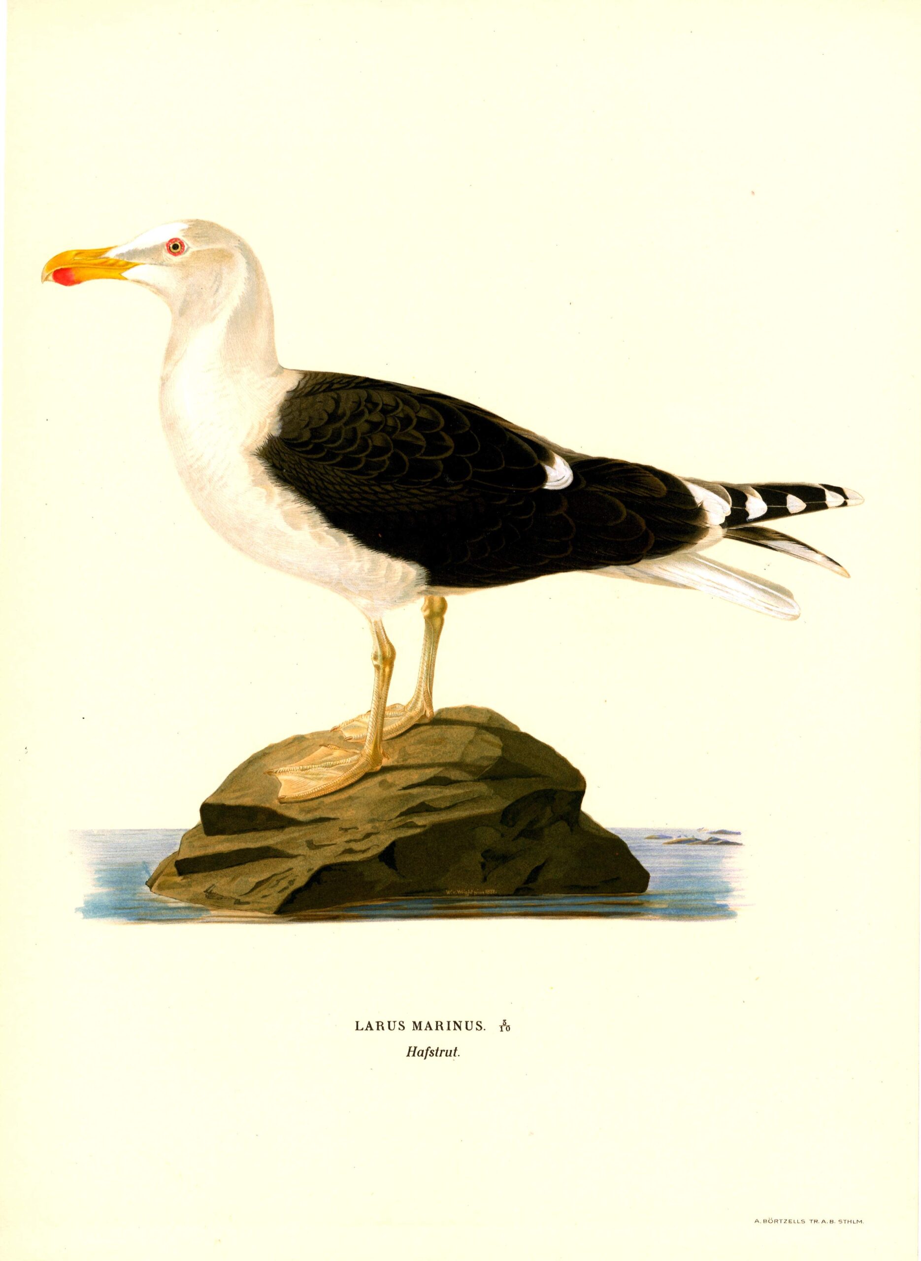 Antique hand-colored bird print of a Great black-backed gull from von Wright's Svenska fåglar. Featuring realistic colours and scientific details. | Wilhelm von Wrightin Merilokki -lintukuva. | Havstrut fågelplanch av Wilhelm von Wright.