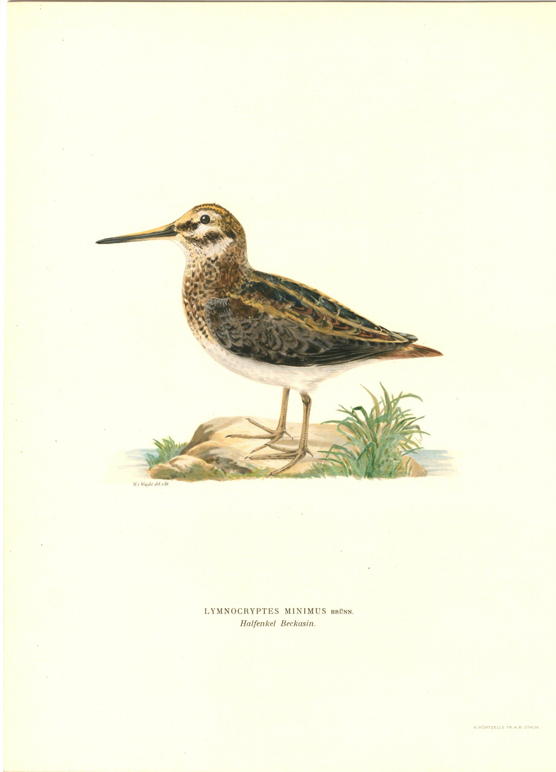 Antique hand-colored bird print of a Jacksnipe from von Wright's Svenska fåglar. Featuring realistic colours and scientific details. | Wilhelm von Wrightin Jänkäkurppa-lintukuva. | Dvärgbeckasin fågelplanch av Wilhelm von Wright.