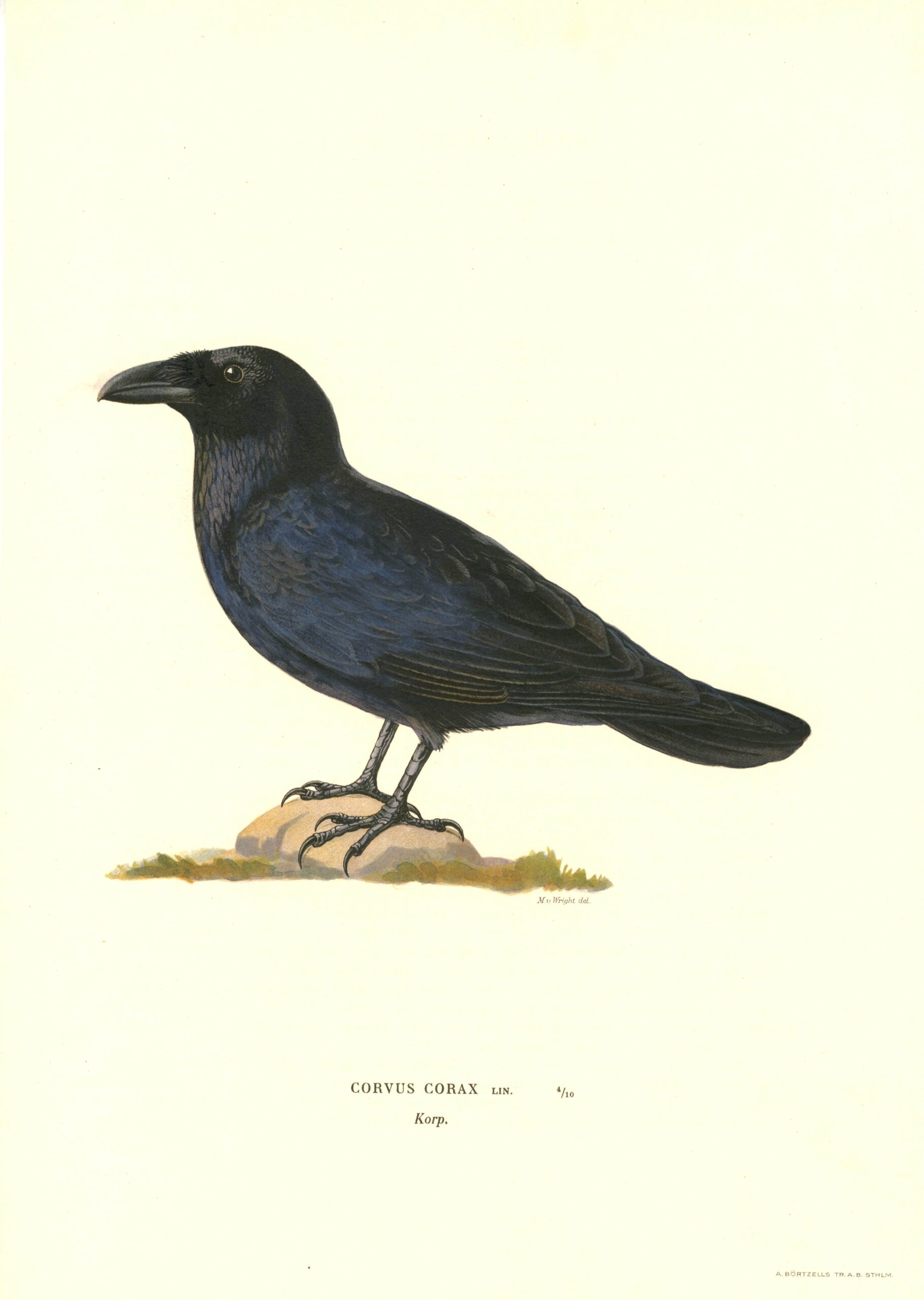 Antique hand-colored bird print of a Crow from Von Wright's Svenska fåglar. Featuring realistic colours and scientific details. | Magnus von Wrightin Korppi -lintukuva. | Korp fågelplanch av Magnus von Wright.
