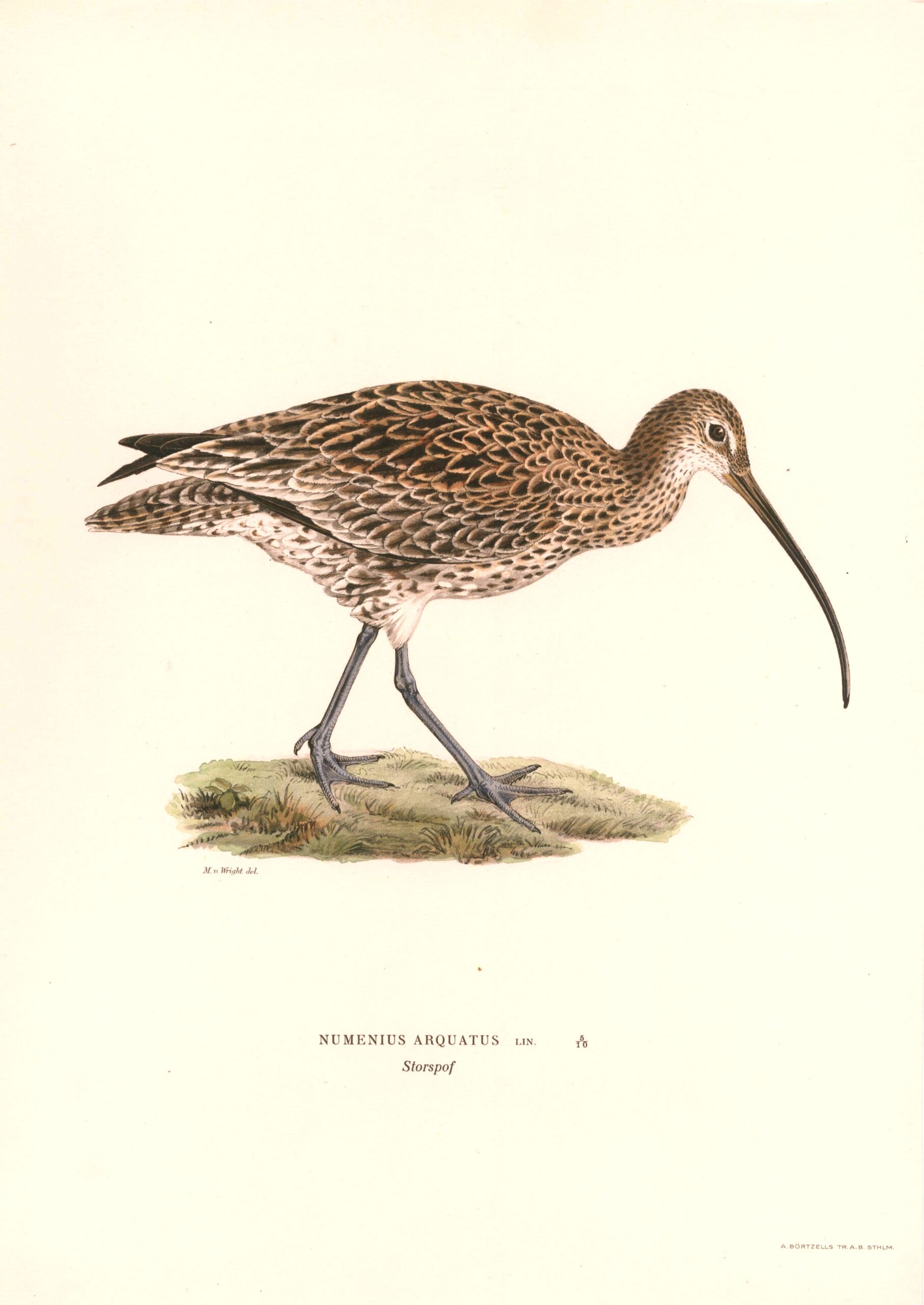 Antique hand-colored bird print of a Common curlew from von wright's Svenska fåglar. Featuring realistic colours and scientific details. | Magnus von Wrightin Kuovi -lintukuva. | Storspov fågelplanch av Magnus von Wright.