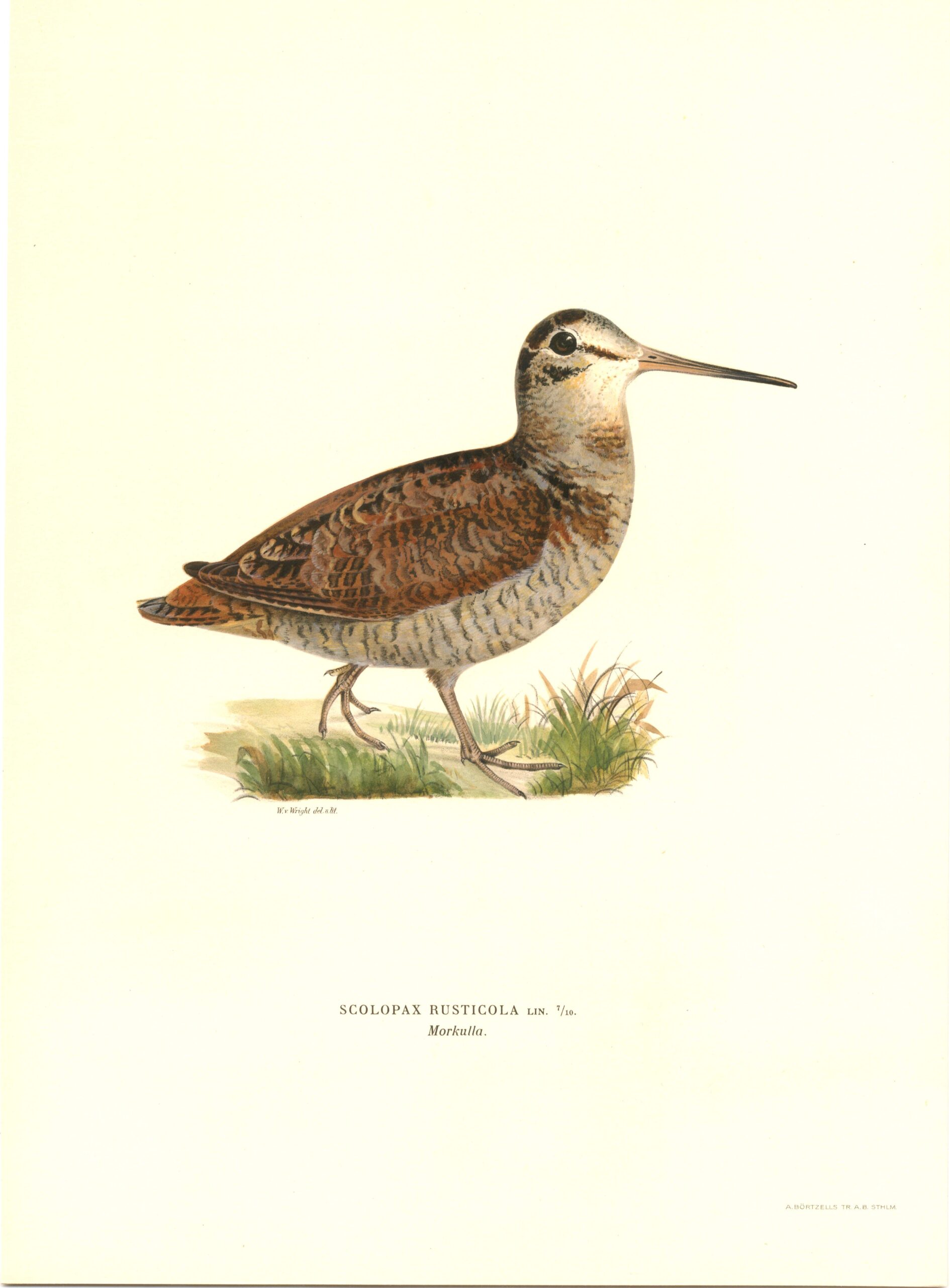 Antique hand-colored bird print of a Eurasian Woodcock from von Wright's Svenska fåglar. Featuring realistic colours and scientific details. | Wilhelm von Wrightin Lehtokurppa-lintukuva. | Morkulla fågelplanch av Wilhelm von Wright.