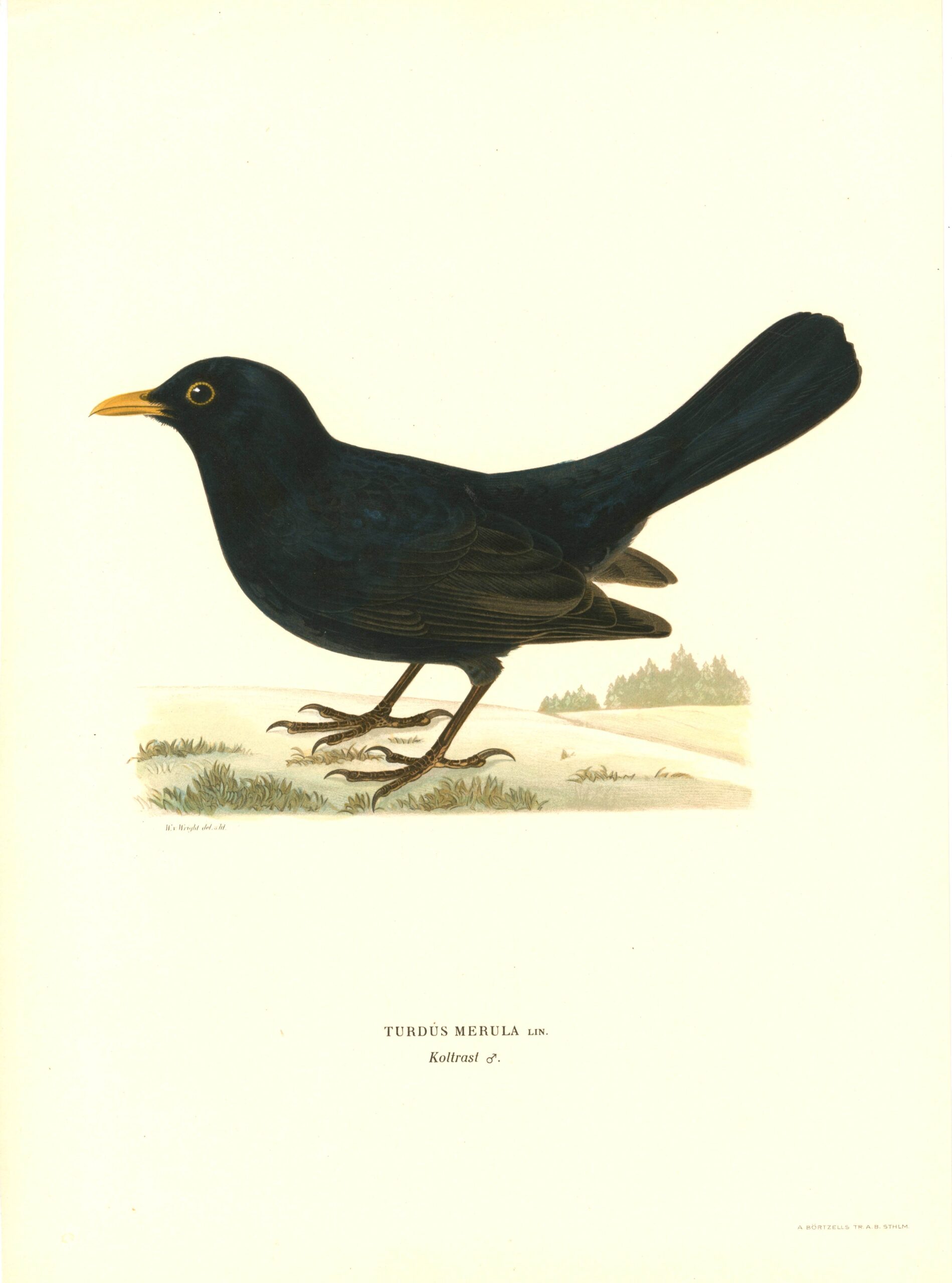 Antique hand-colored bird print of a Blackbird from Von Wright's Svenska fåglar. Featuring realistic colours and scientific details. | Wilhelm von Wrightin Mustarastas -lintukuva. | Koltrast fågelplanch av Wilhelm von Wright.