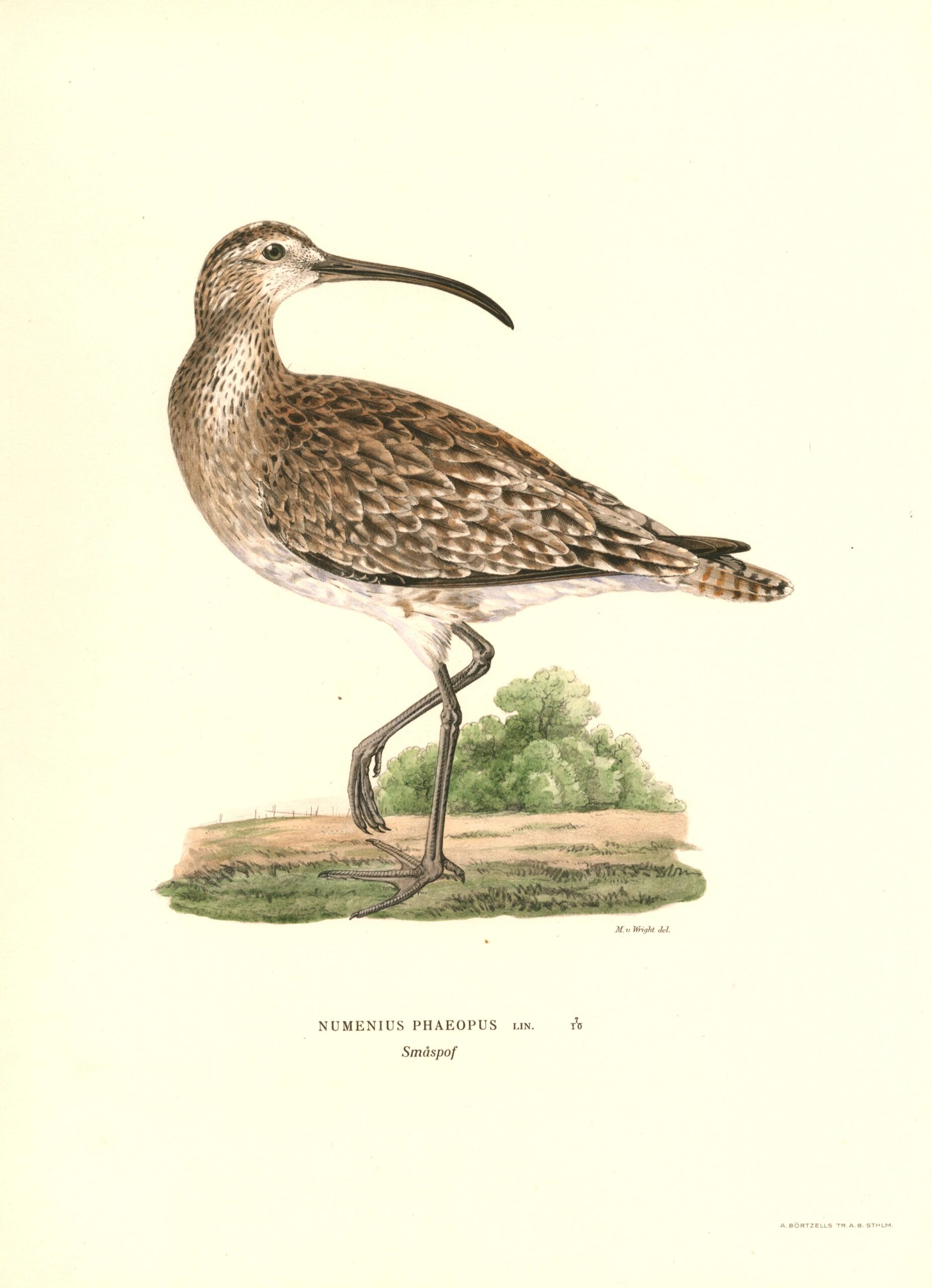 Antique hand-colored bird print of a Eurasian whimbrel from von wright's Svenska fåglar. Featuring realistic colours and scientific details. | Magnus von Wrightin Pikkukuovi -lintukuva. | Småspov fågelplanch av Magnus von Wright.