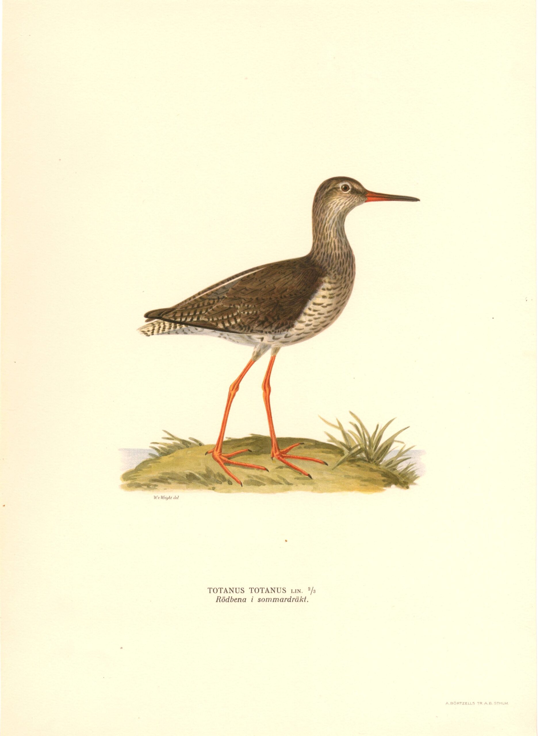 Antique hand-colored bird print of a Totanus from von wright's Svenska fåglar. Featuring realistic colours and scientific details. | Wilhelm von Wrightin Punajalkaviklo -lintukuva. | Rödbena fågelplanch av Wilhelm von Wright.
