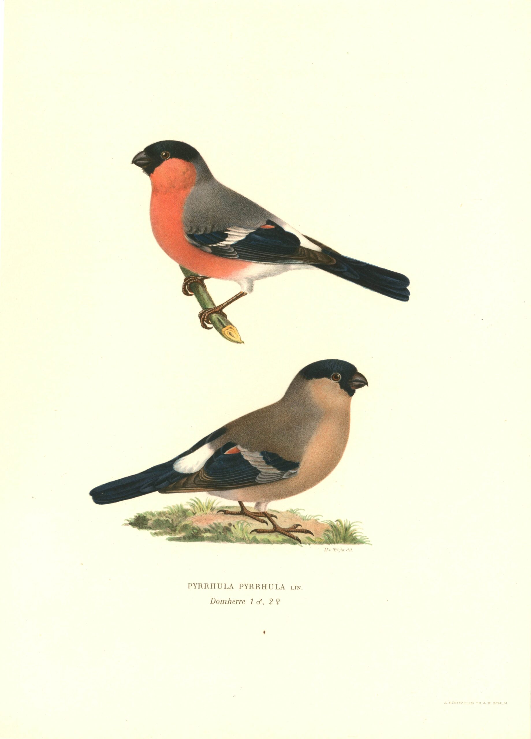 Antique hand-colored bird print of an Eurasian Bullfinch from Von Wright's Svenska fåglar. Featuring realistic colours and scientific details. | Magnus von Wrightin Punatulkku -lintukuva. | Domherre fågelplanch av Magnus von Wright.