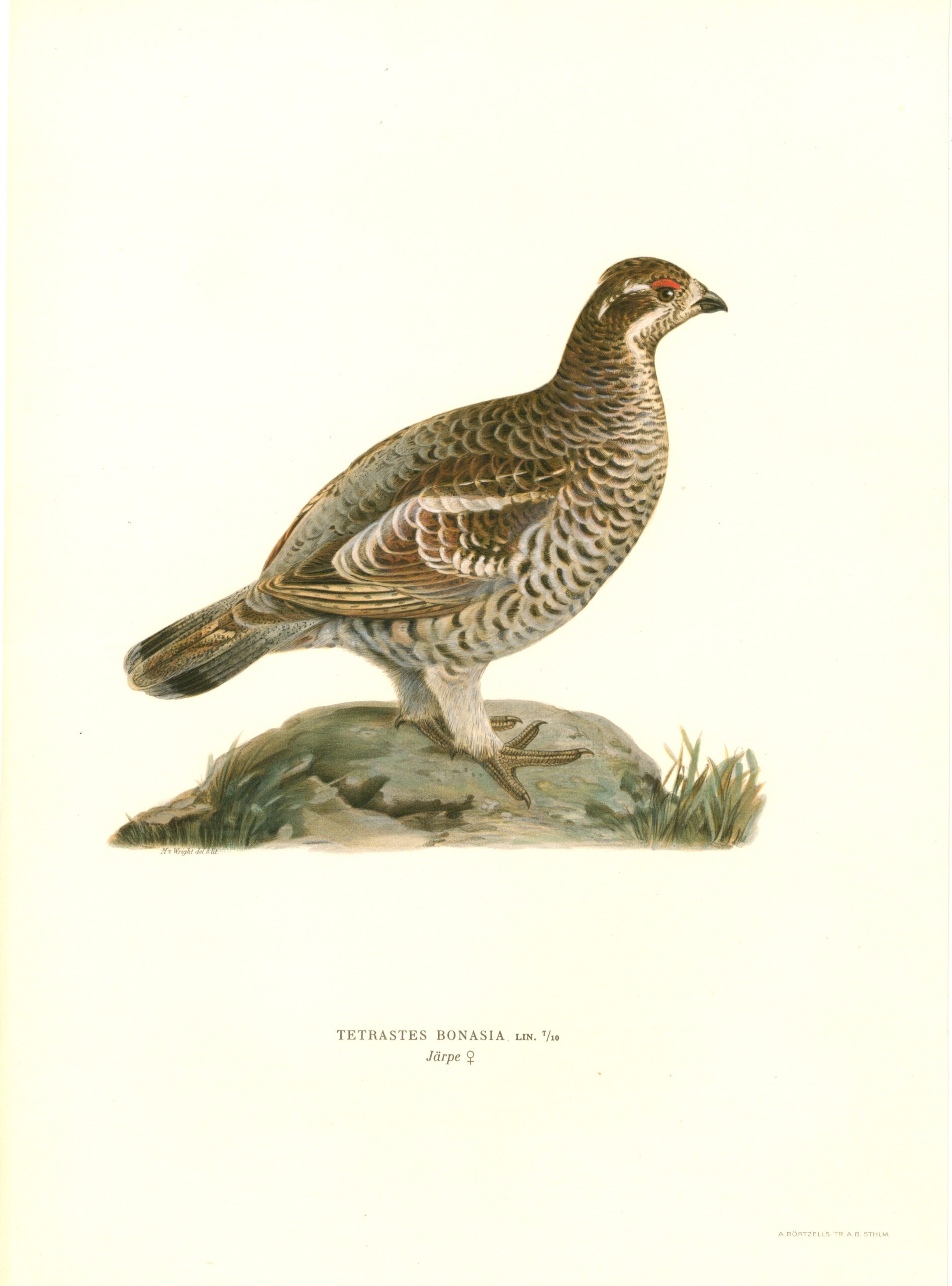 Antique hand-colored bird print of a Hazel Grouse from Von Wright's Svenska fåglar. Featuring realistic colours and scientific details. | Magnus von Wrightin Pyy -lintukuva. | Järpe fågelplanch av Magnus von Wright.