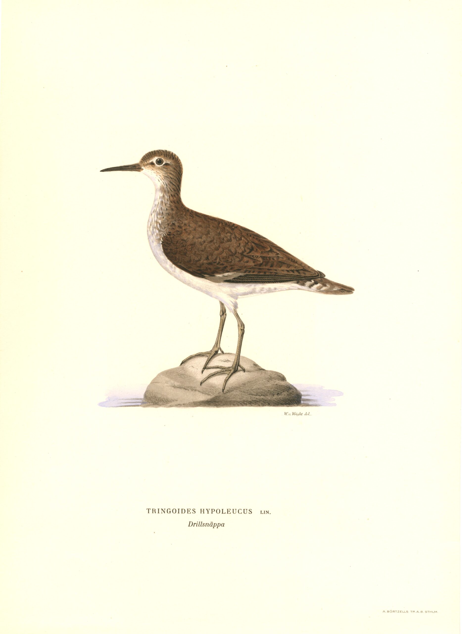 Antique hand-colored bird print of a Common strandpipe from Von Wright's Svenska fåglar. Featuring realistic colours and scientific details. | Wilhelm von Wrightin Rantasipi-lintukuva. | Drillsnäppa fågelplanch av Wilhelm von Wright.