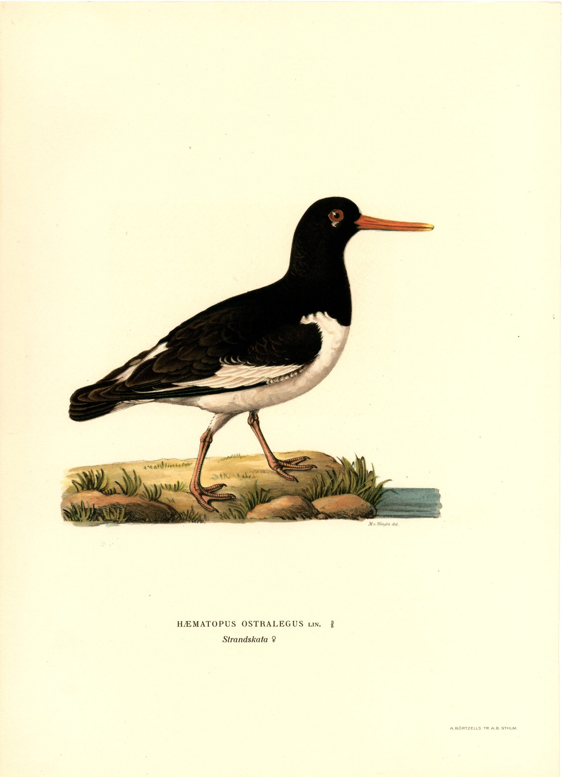 Antique hand-colored bird print of a Eurasian Oystercatcher from von wright's Svenska fåglar. Featuring realistic colours and scientific details. | Magnus von Wrightin Meriharakka-lintukuva. | Strandskata fågelplanch av Magnus von Wright.