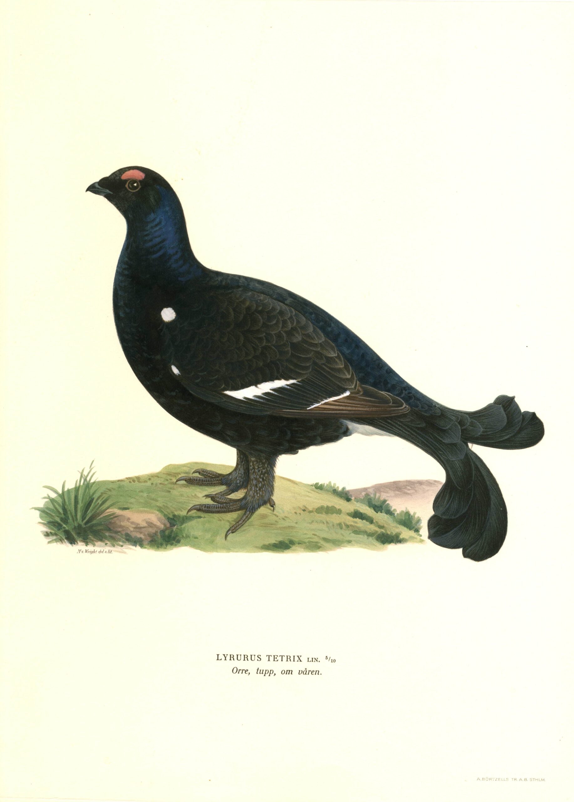 Antique hand-colored bird print of a Black Grouse from Von Wright's Svenska fåglar. Featuring realistic colours and scientific details. | Magnus von Wrightin Teeri -lintukuva. | Orre fågelplanch av Magnus von Wright.