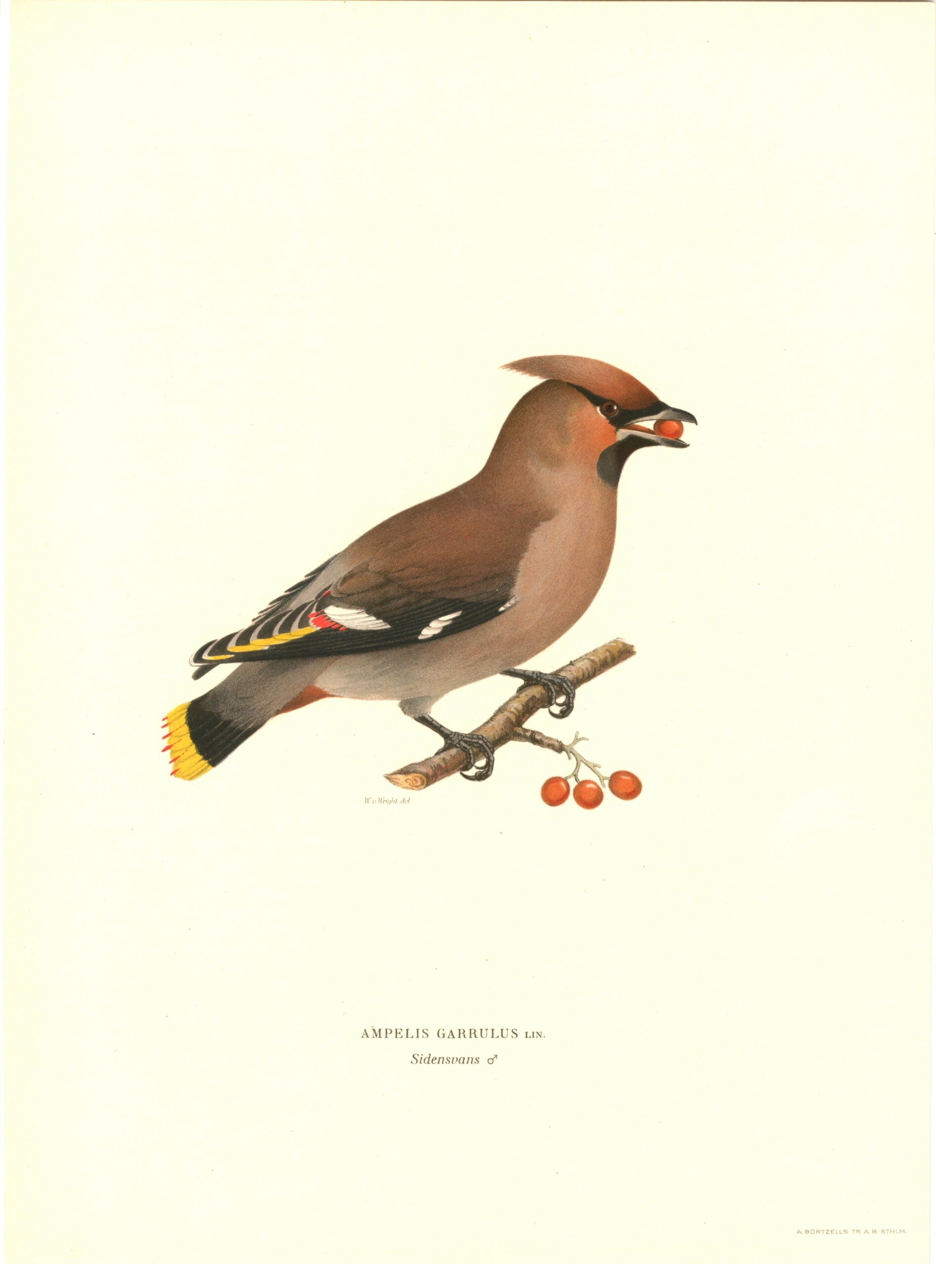 Antique hand-colored bird print of a Bohemian Waxwing from von Wright's Svenska fåglar. Featuring realistic colours and scientific details. | Wilhelm von Wrightin Tilhi -lintukuva. | Sidensvans fågelplanch av Wilhelm von Wright.
