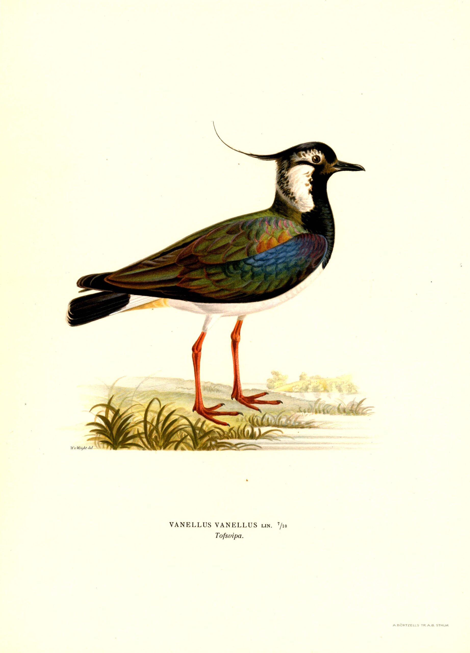 Antique hand-colored bird print of a Northern lapwing from von wright's Svenska fåglar. Featuring realistic colours and scientific details. | Wilhelm von Wrightin Töyhtöhyyppä -lintukuva. | Tofsvipa fågelplanch av Wilhelm von Wright.