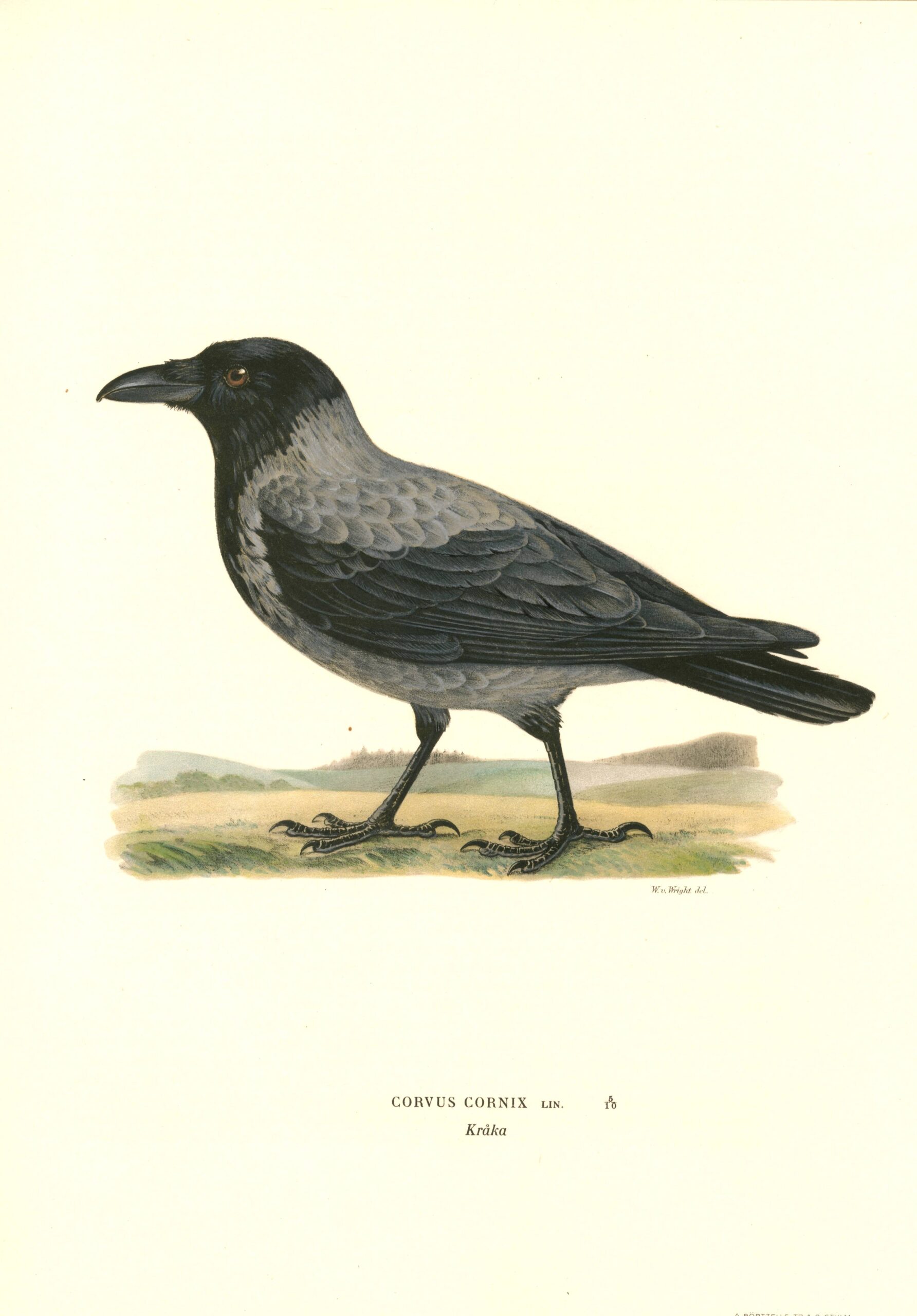 Antique hand-colored bird print of a Hooded Crow from Von Wright's Svenska fåglar. Featuring realistic colours and scientific details. | Wilhelm von Wrightin Varis -lintukuva. | Kråka fågelplanch av Wilhelm von Wright.